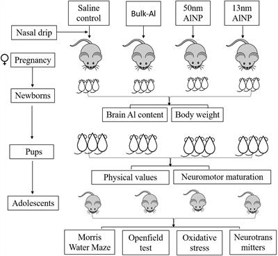 Exposure to Alumina Nanoparticles in Female Mice During Pregnancy Induces Neurodevelopmental Toxicity in the Offspring